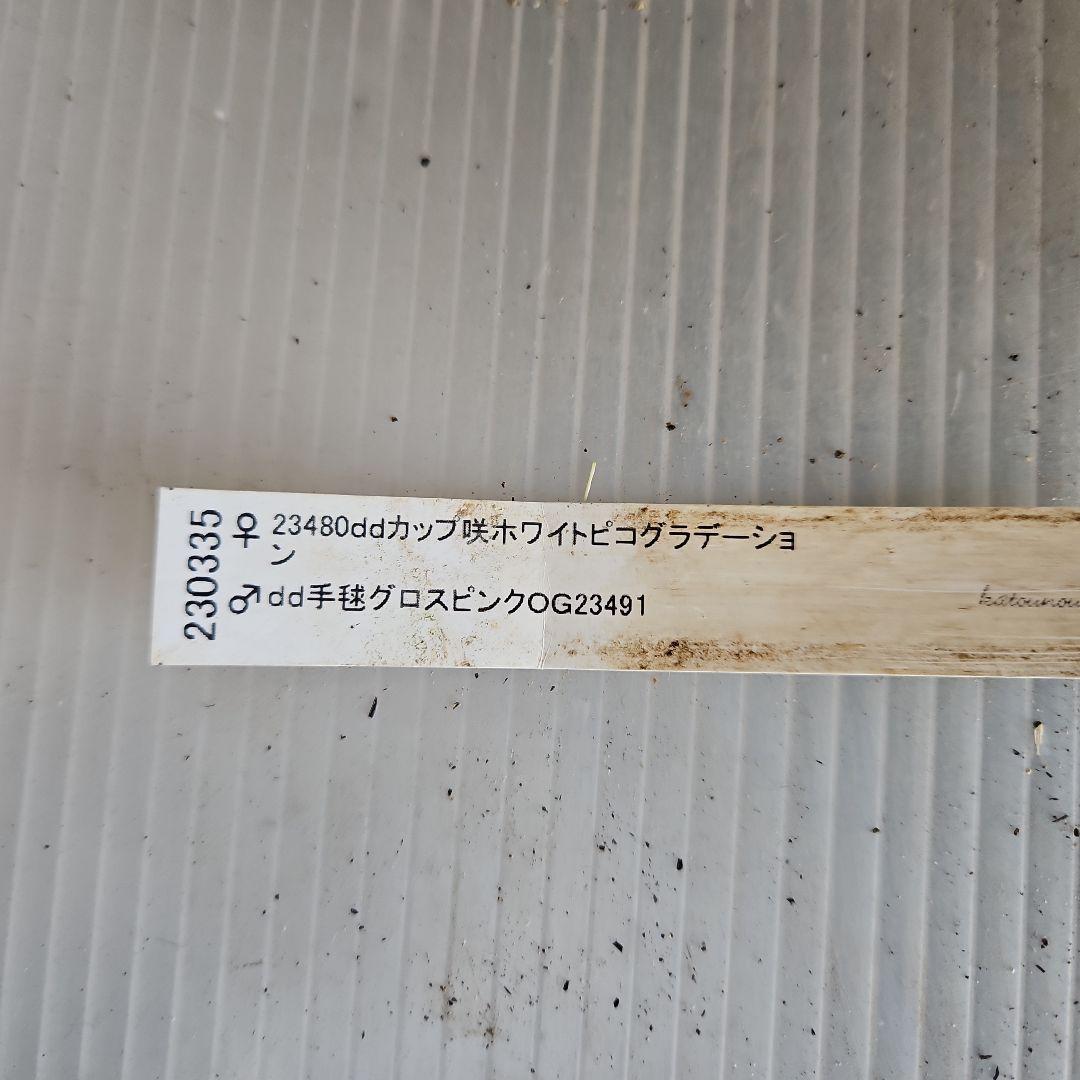 みぃ様お取り置き苗㉖-260クリスマスローズ