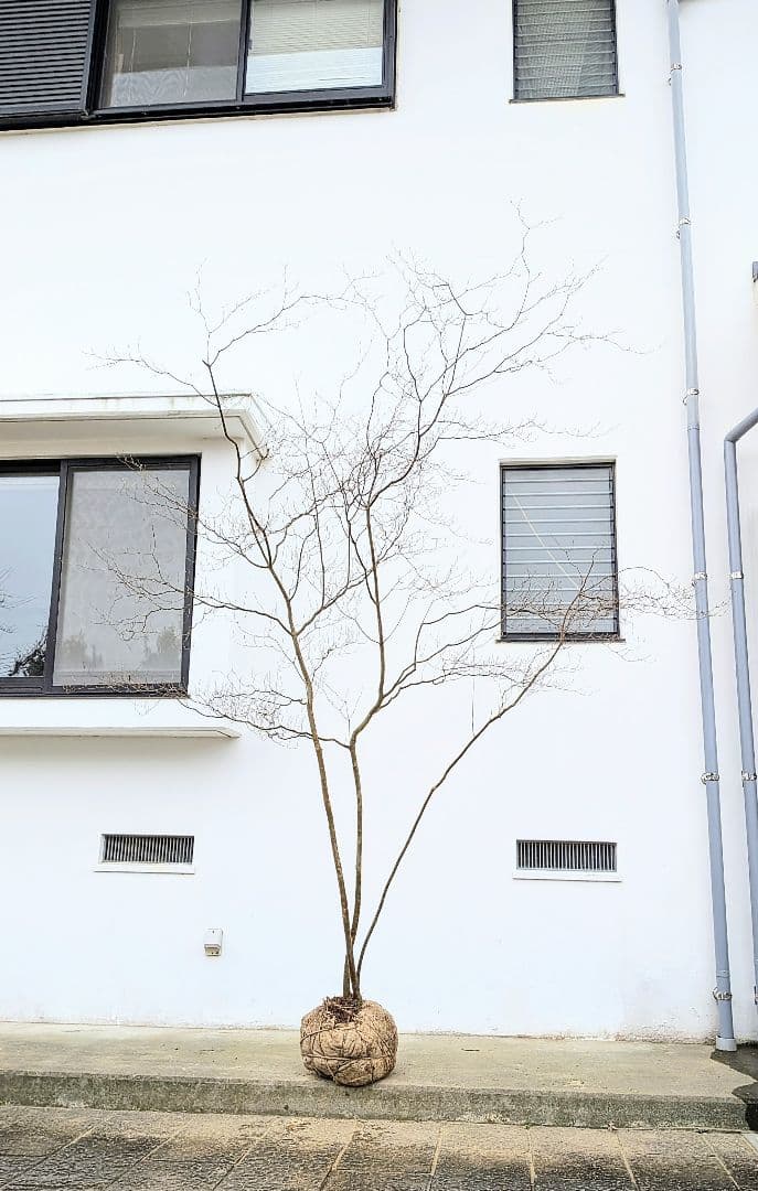 降臨。山採りドウダンツツジ。