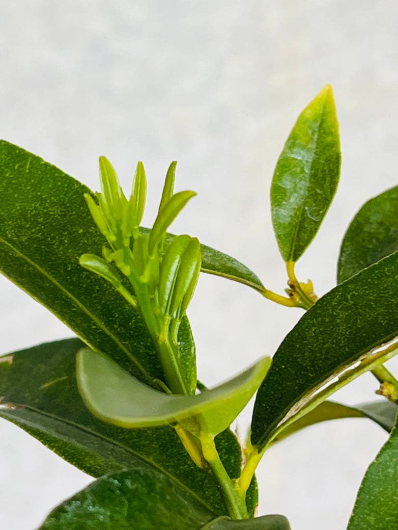 4年生　果実つき　キンカンライム接木苗／ハイブリッドライム　樹高90cm