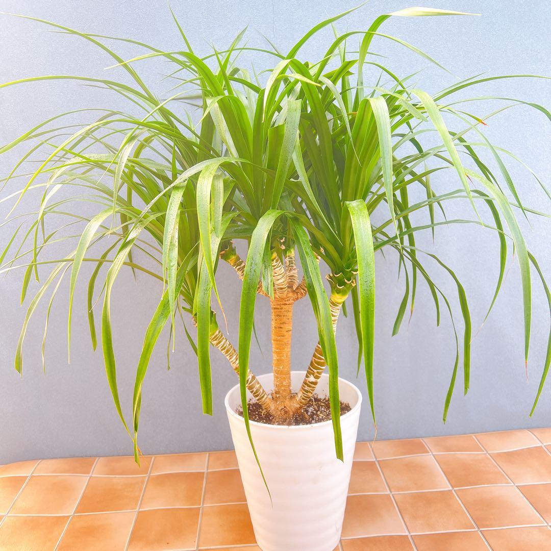 現品　ドラセナ　カンボジアーナ　1番　観葉植物　インテリア　ドライガーデン