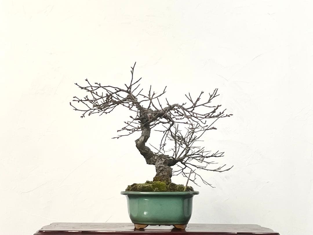 三河盆栽　甲州野梅　コウシュウ　ウメ　盆栽