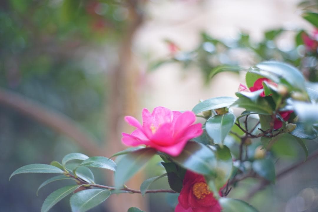 YASHICA ML 50mm 1.7　199