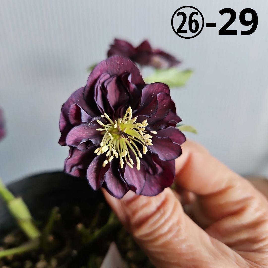 ぴくしー様ご購入苗✿㉖-29✿㉖-48㉖-407クリスマスローズ