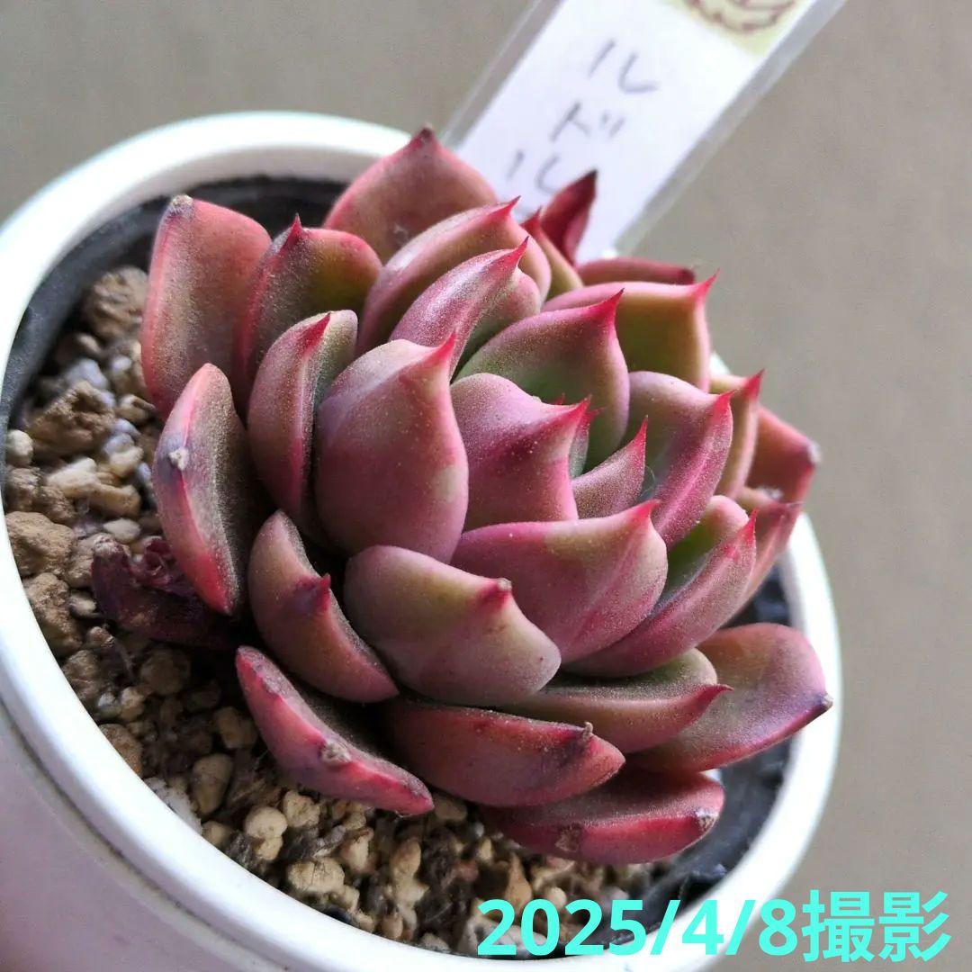 127. 多肉植物 ルドルフ 880円【抜き苗】