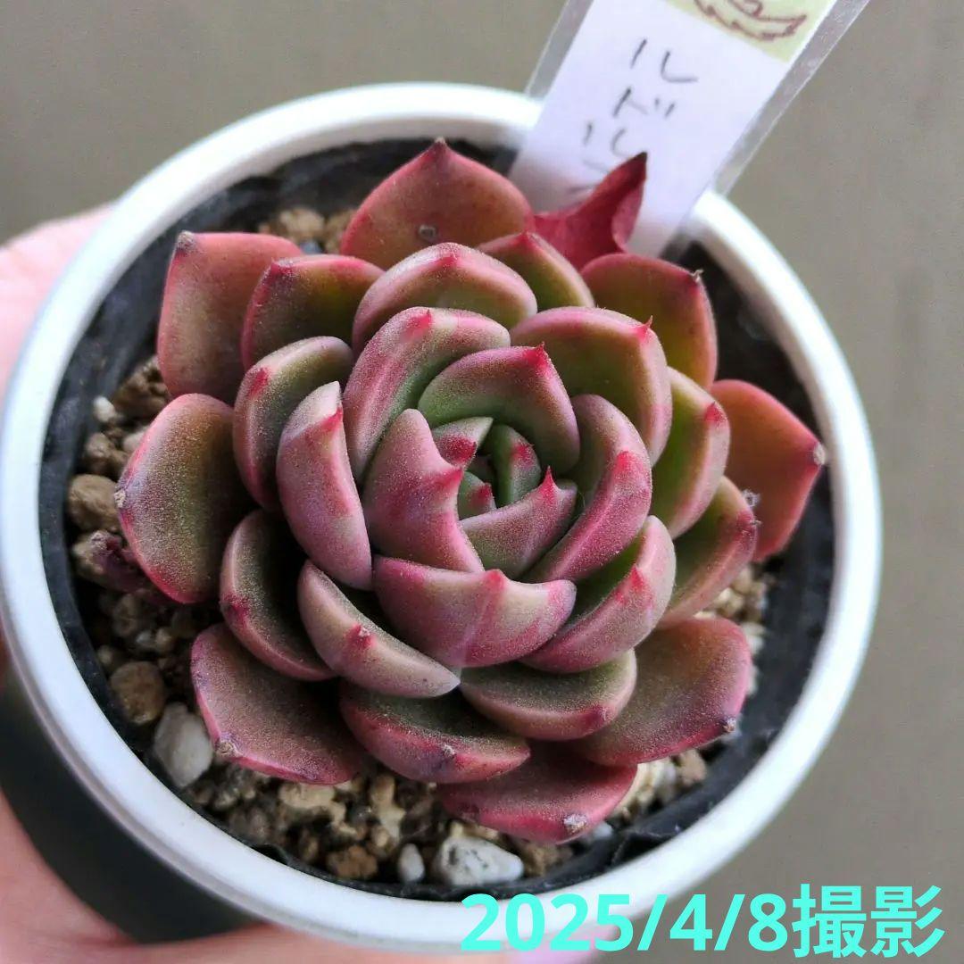 127. 多肉植物 ルドルフ 880円【抜き苗】