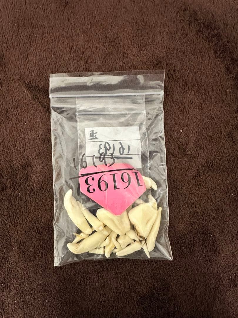 ヒグマ頭骨　書類付き　エゾヒグマ　骨格　標本　頭骨