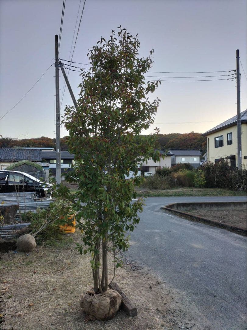 ソヨゴ メス 株立ち 6本立ち (実 すずなり)