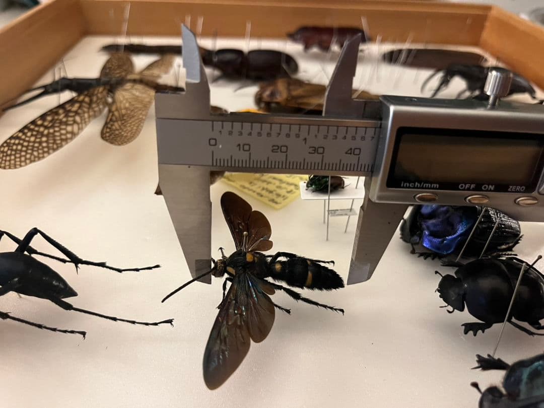 【雀蜂最大級】ツチバチ60mm Megascoliaハチトンボ