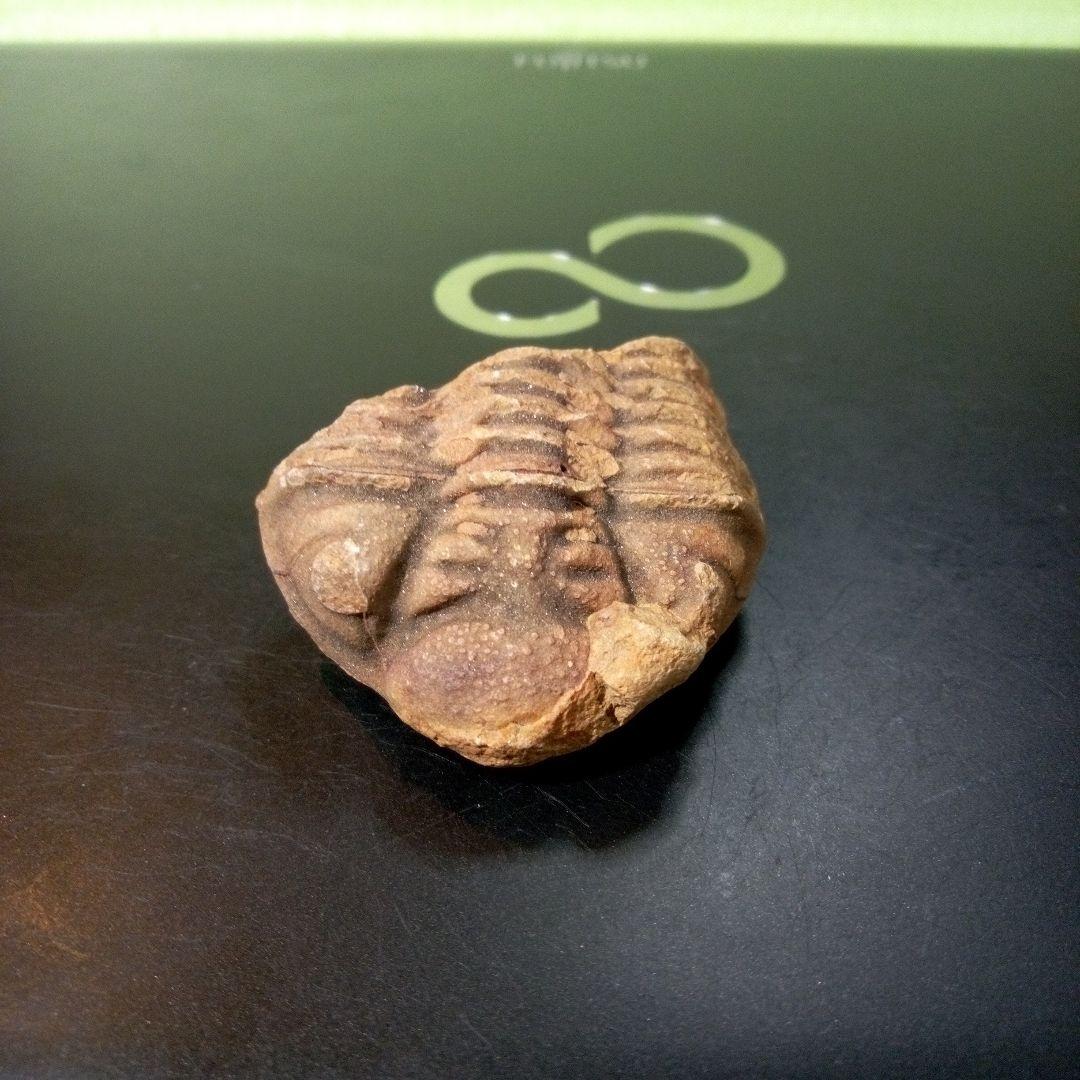 三葉虫　化石　fossil　ボリビア産　トライロバイト　Fossil番号③