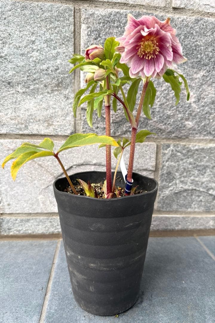 【KinaRi】クリスマスローズ　広瀬園芸　ソレイユ風