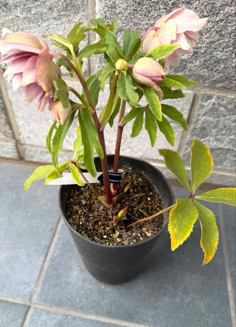 【KinaRi】クリスマスローズ　広瀬園芸　ソレイユ風