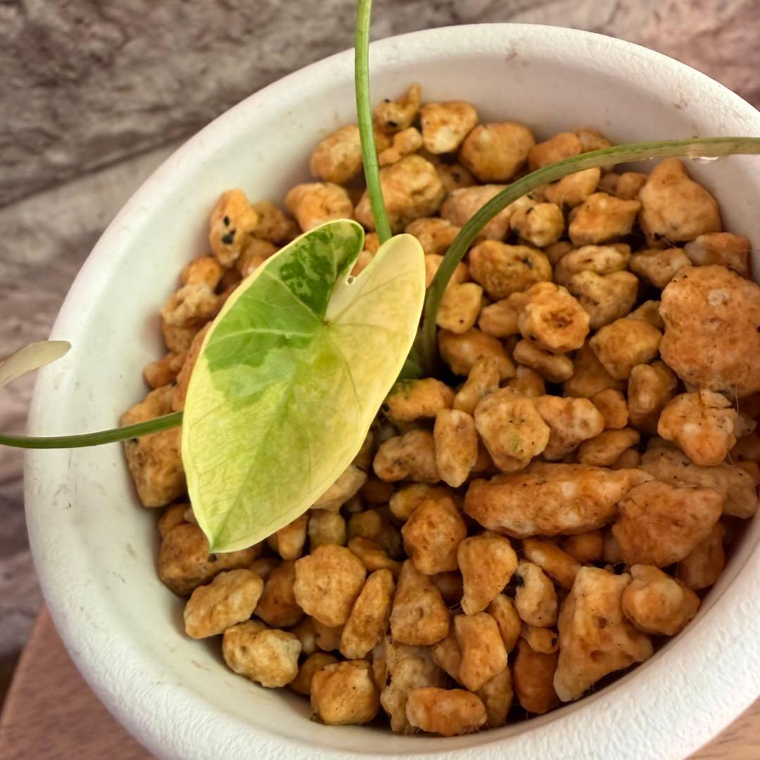 希少美斑コロカシア ファーストピンクcolocasia first pink