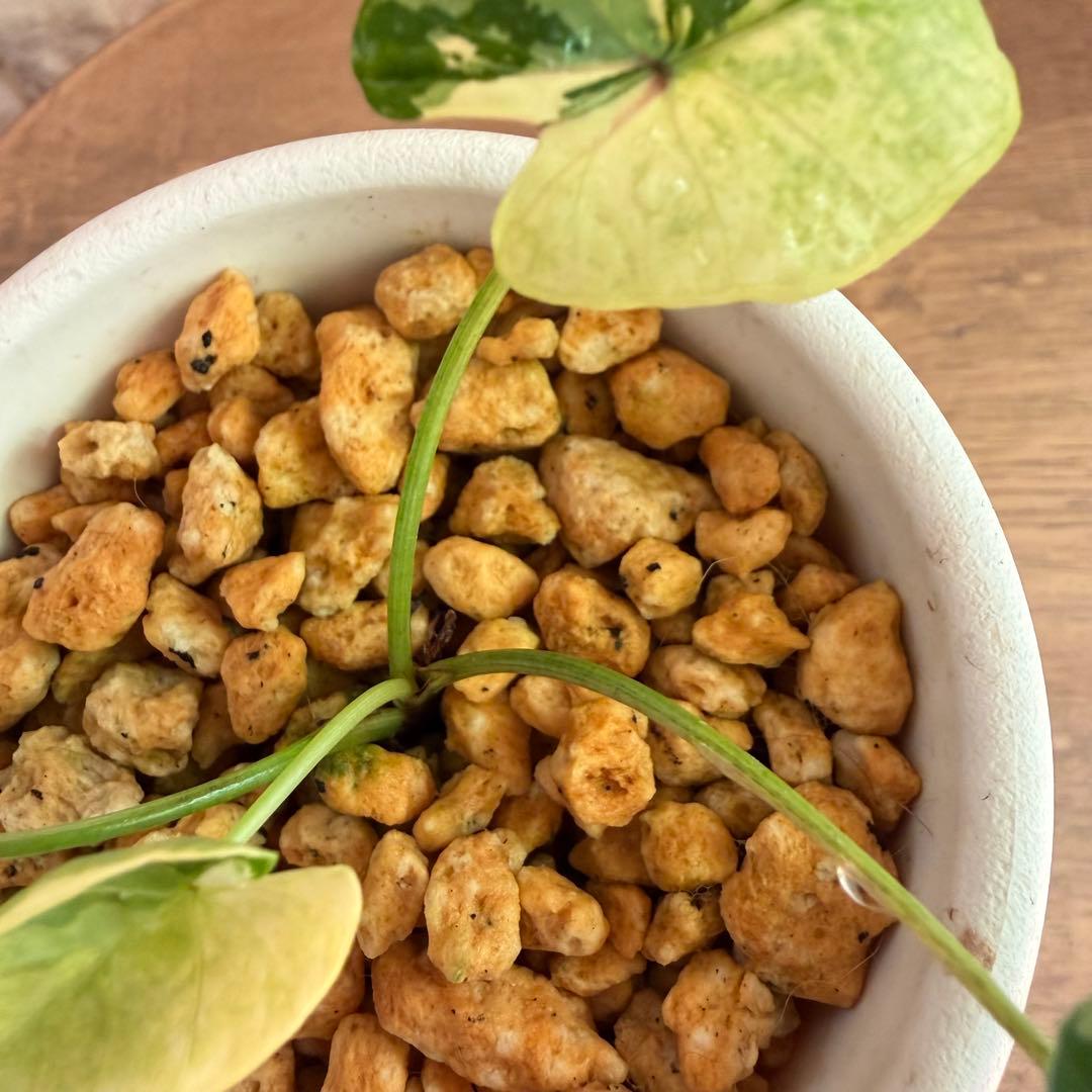 希少美斑コロカシア ファーストピンクcolocasia first pink