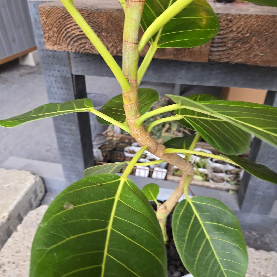 ③　フィカス　アルテシマ　8号　曲がり仕立て　特大苗木最高等級極上品‼️