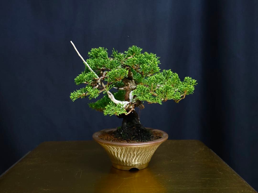 糸魚川真柏　小品盆栽　葉性抜群　盆栽　樹高17cm