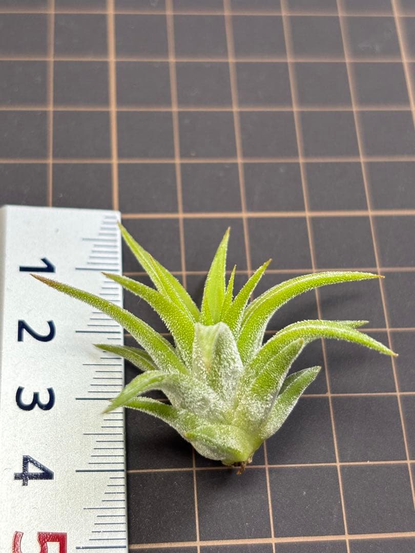 イオナンタ オレンジ　エアープランツ　チランジア