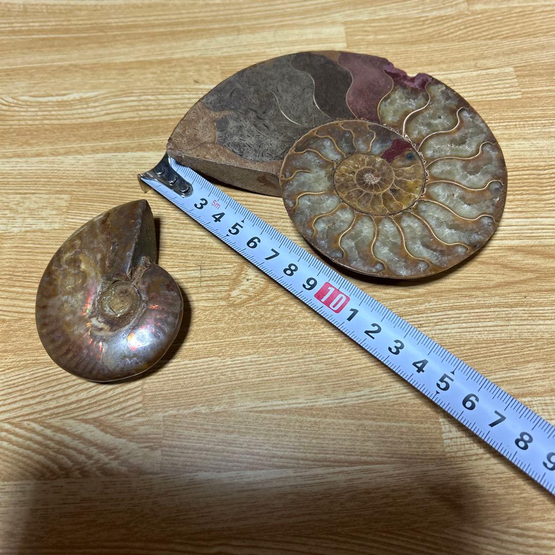 2点　化石　アンモナイト