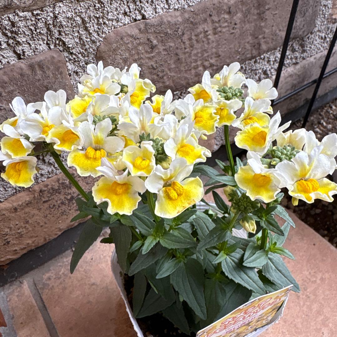 ネメシア・レモンスカッシュ