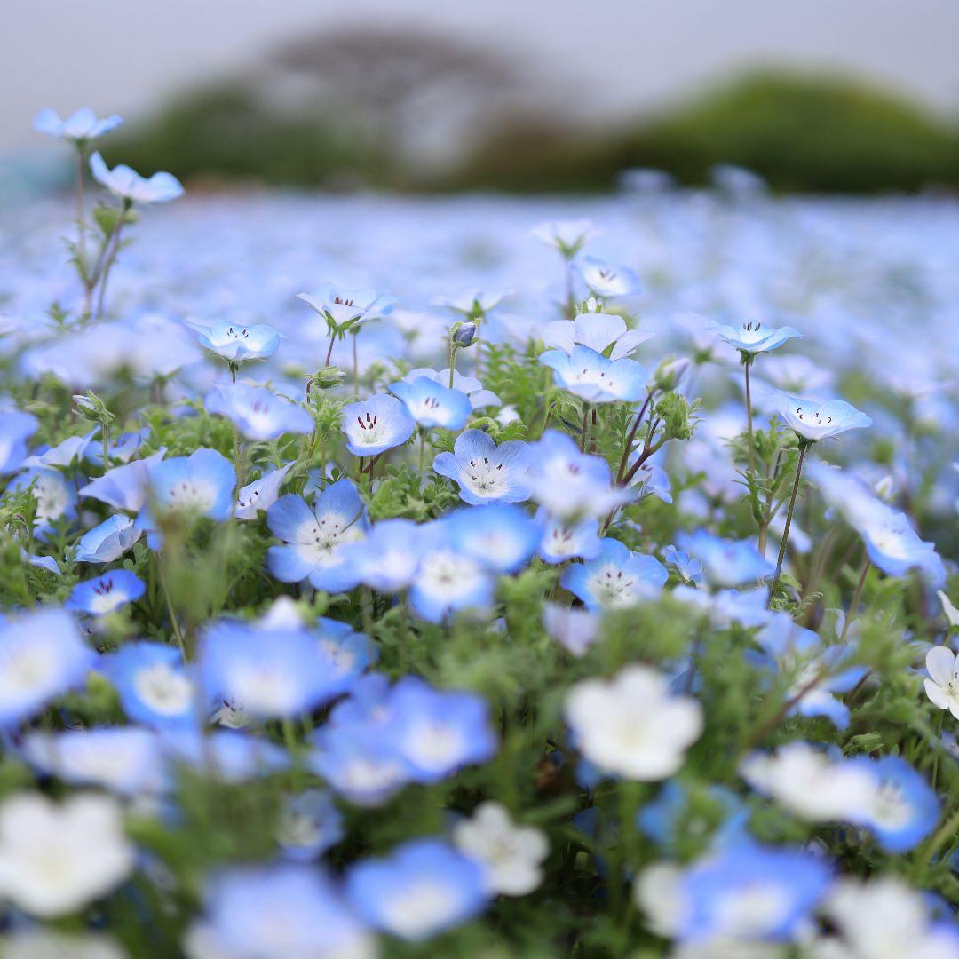 Canon RF 35mm F1.8 MACRO IS STM【保証有】