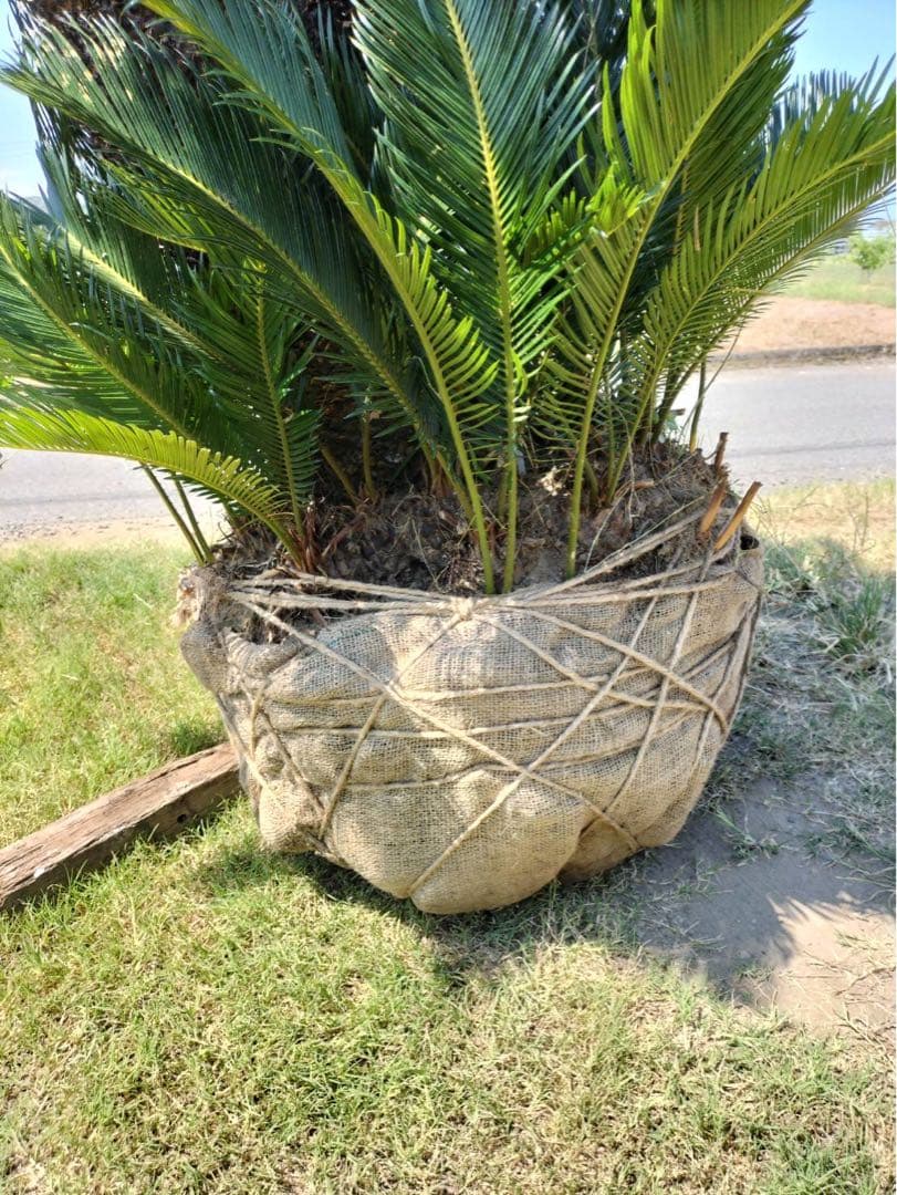 ソテツ 3頭 子株 多数