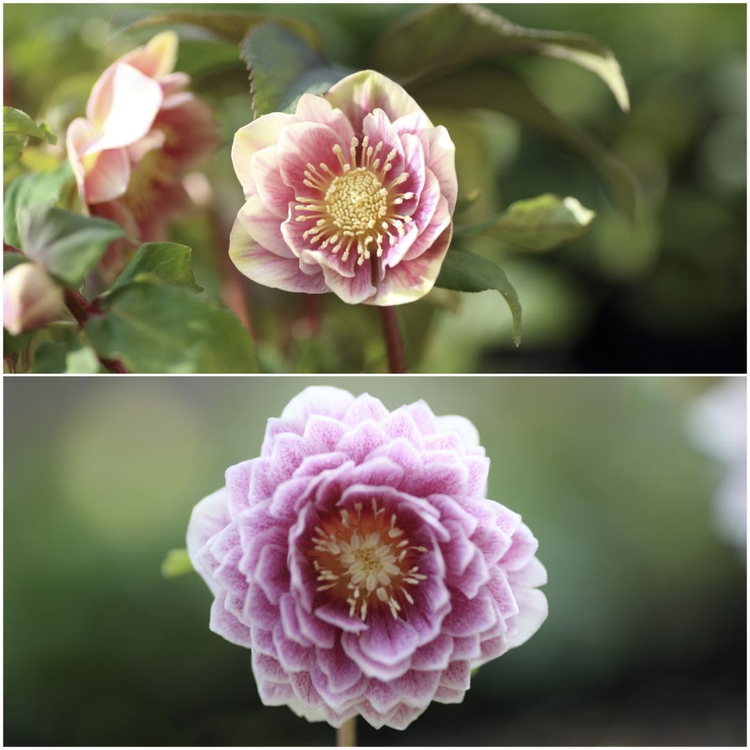 たんたんBwg026 クリスマスローズ 小苗 セット