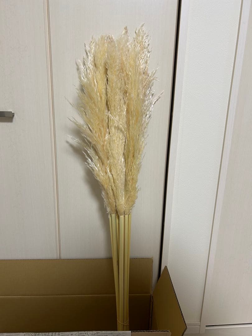 パンパスグラス　ドライフラワー　40本セット