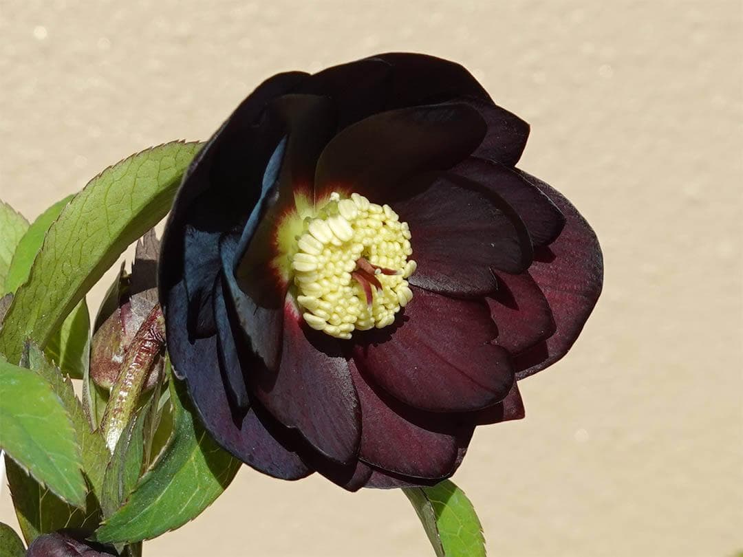 クリスマスローズ dd ブラックダークパープル グロッシーカラー