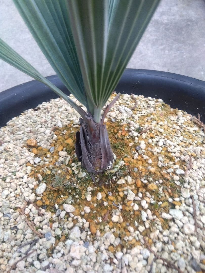 ブラヘアアルマータ　9号鉢つき　ま