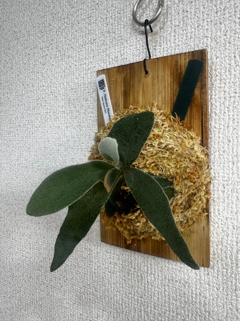 P. Hakuna Matata ハクナマタタ　ビカクシダ F301 OC 緑