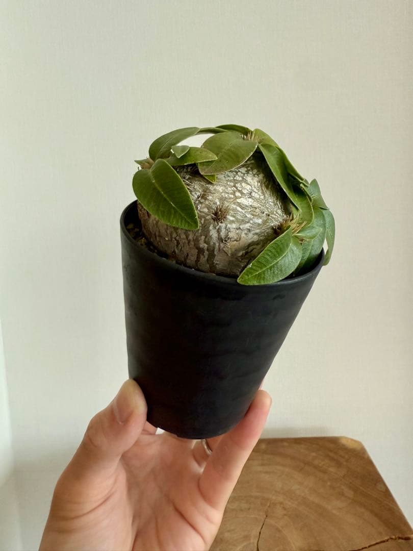 パキポディウム ブレビカウレ 恵比寿笑 良型 現地球 発根済み