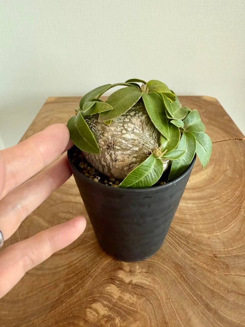 パキポディウム ブレビカウレ 恵比寿笑 良型 現地球 発根済み