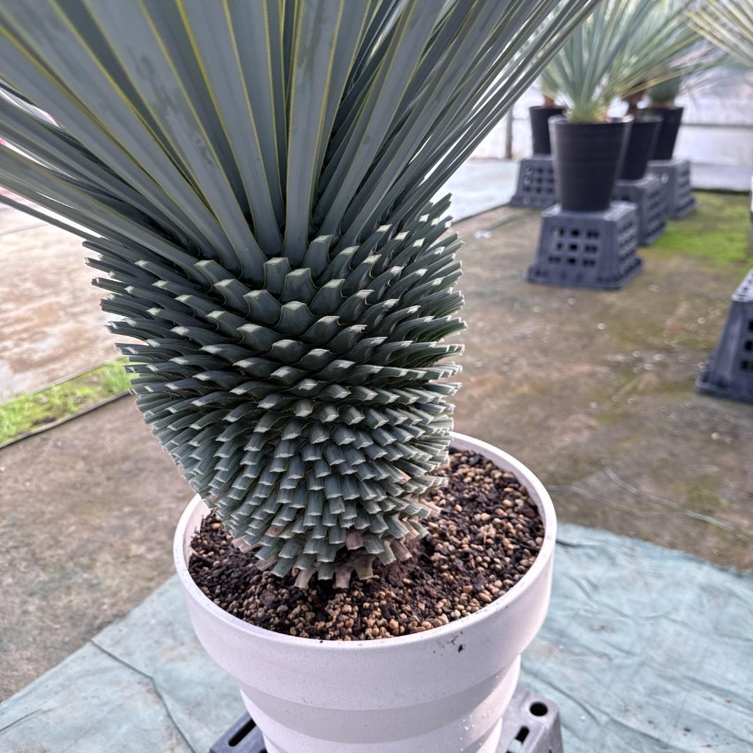 【AL-F1161】ユッカ　ロストラータ　超美形　極太　強シルバー個体