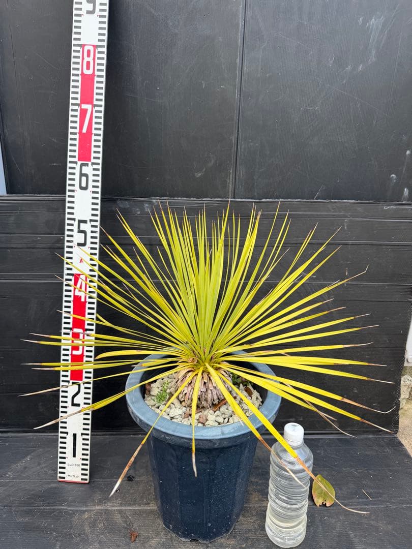 ユッカ ロストラータ　細葉　実生　中型 黒鉢