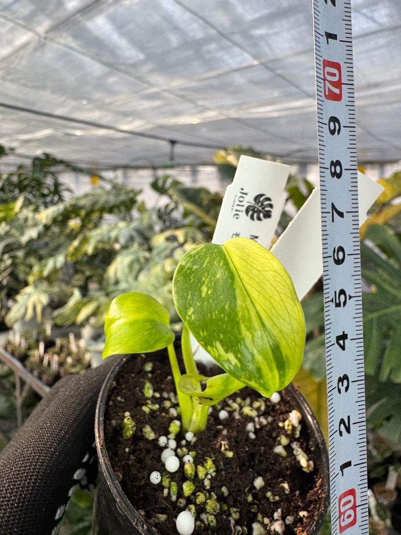 6 モンステラ　エレクトロライト　組織培養苗　順化済