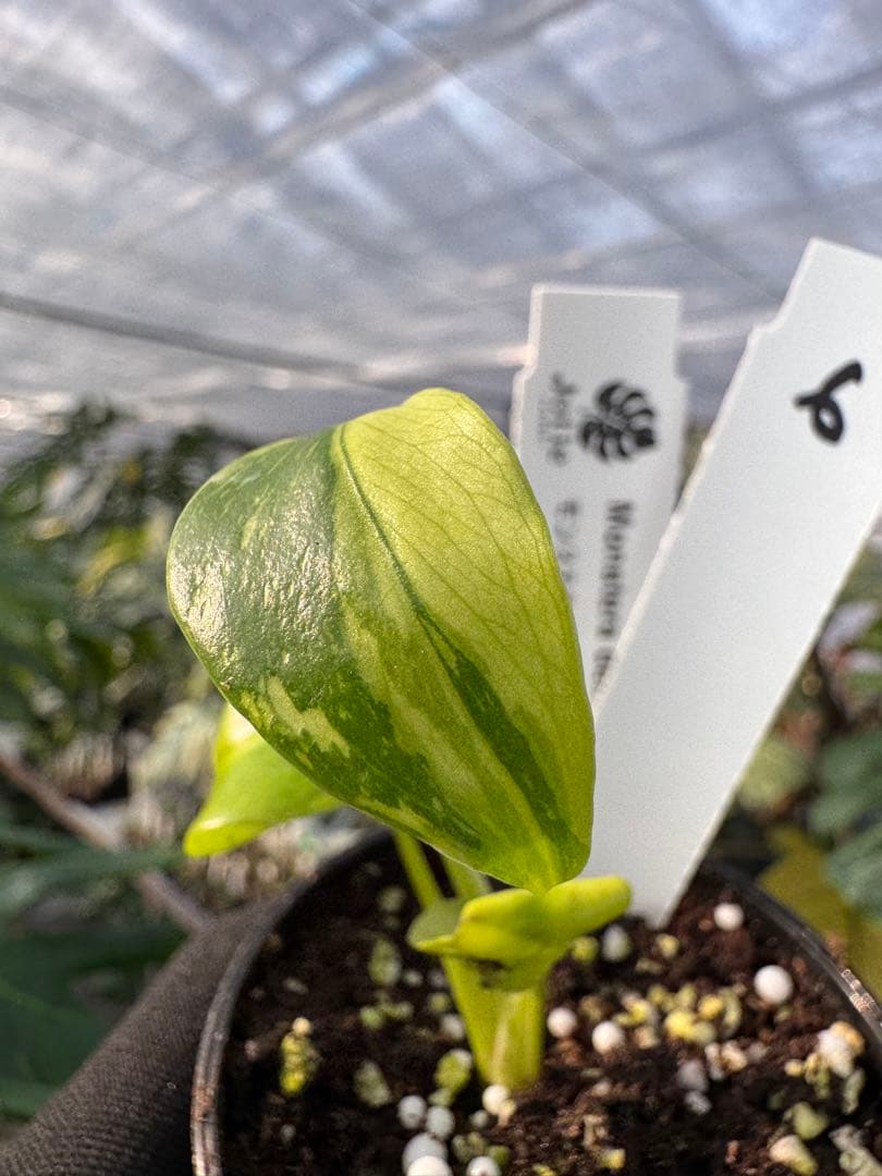 6 モンステラ　エレクトロライト　組織培養苗　順化済