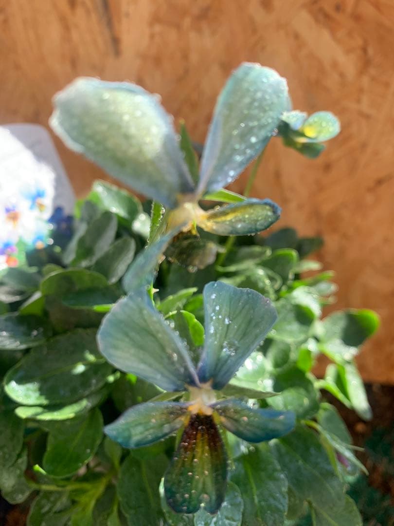 わ*び様 すみれ図鑑　1苗 他