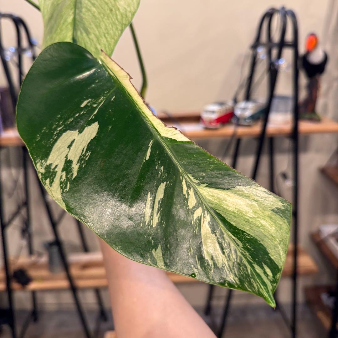 R*i様 26 モンステラ　ボルシギアナ　‘タイ　ミント’ フルミントに転じる可