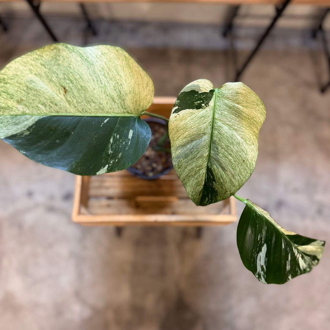 R*i様 26 モンステラ　ボルシギアナ　‘タイ　ミント’ フルミントに転じる可