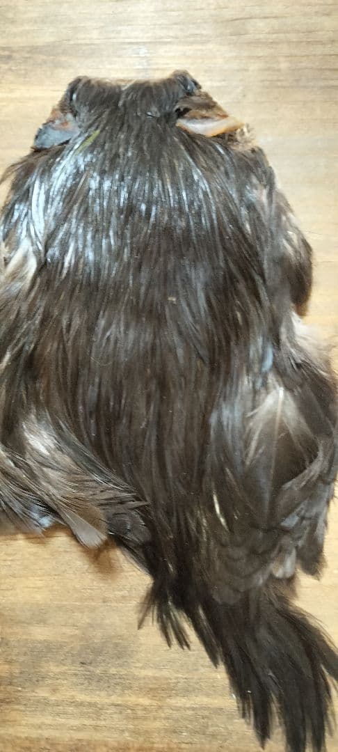 【フライタイイング】ハックル ケープ・クイル 5点まとめ売り