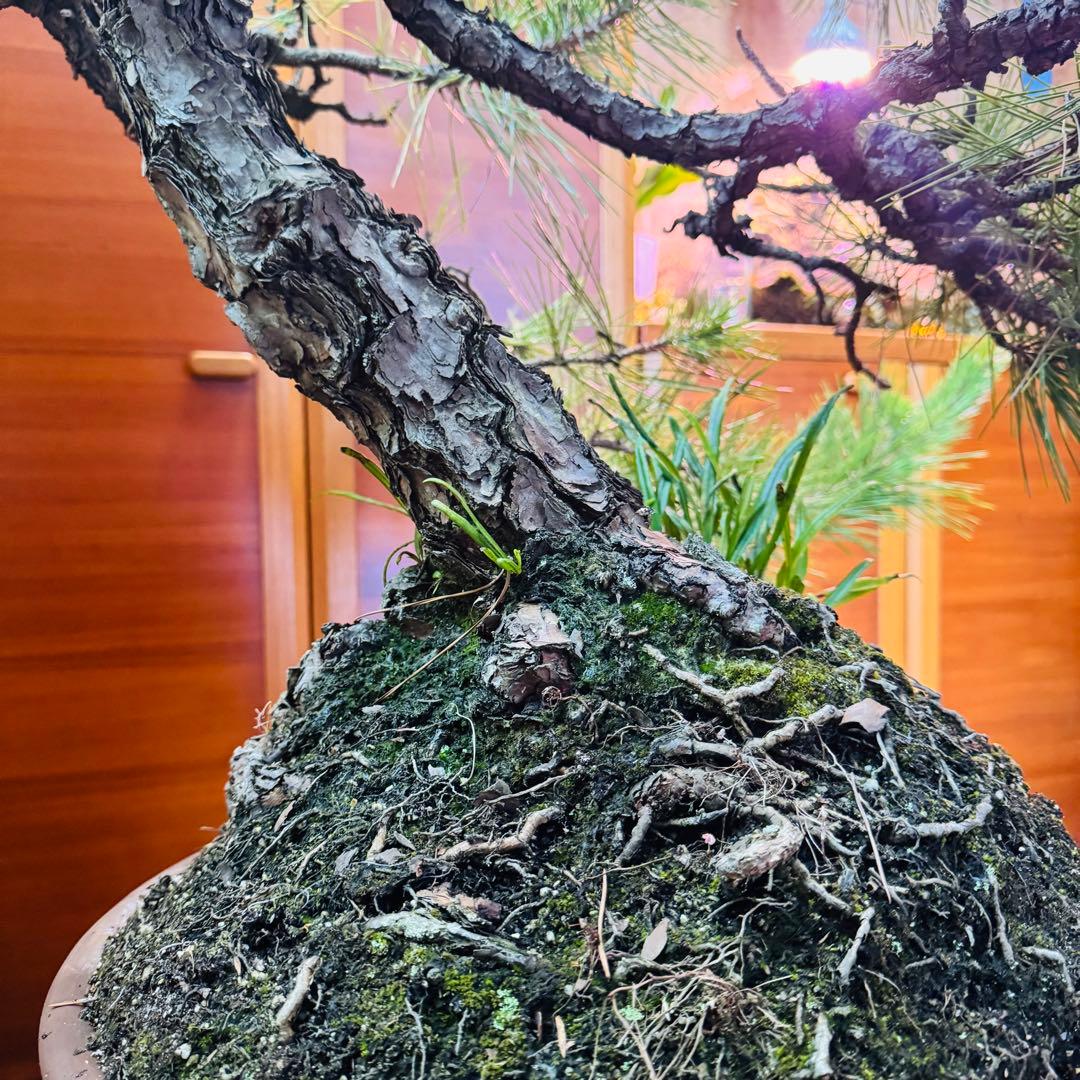 Porco　【特価】松盆栽大品　樹高 90cm 特大