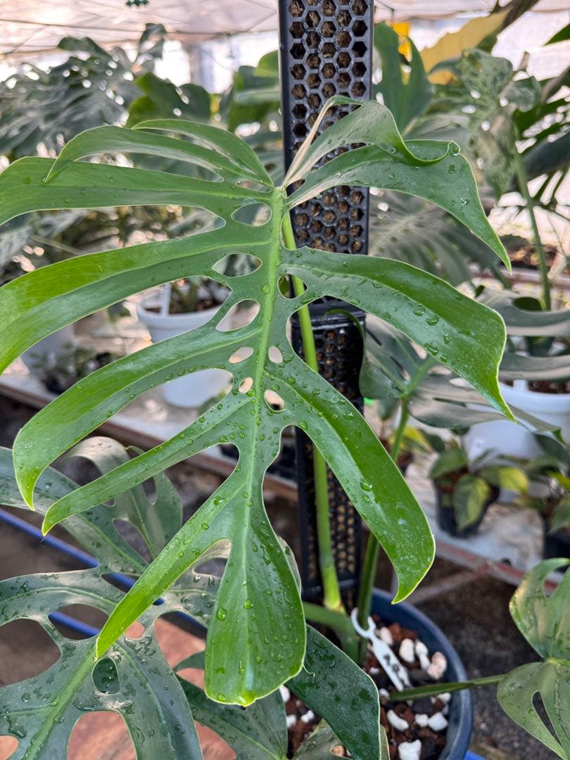 1 モンステラ・デリシオーサ・アラブフォーム \"エロンガータエ\" 日本初出品