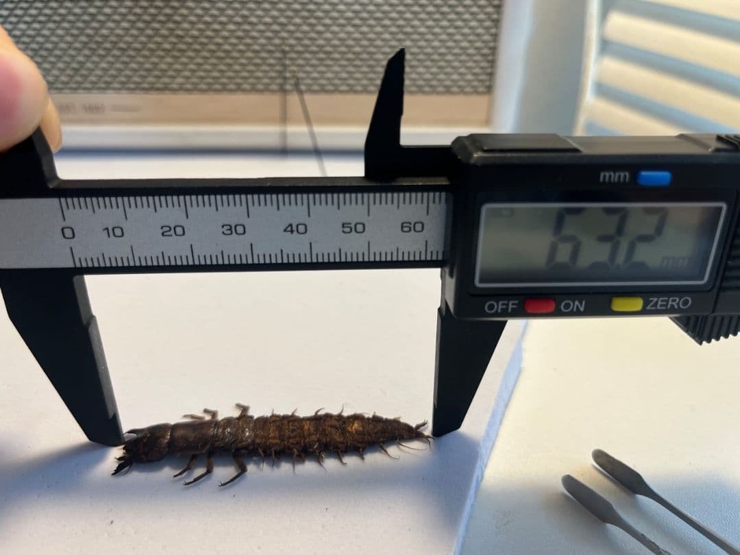 【希少産地】オオアゴヘビトンボ 奇蟲 タランチュラ ムカデ 標本 昆虫標本蜻蛉