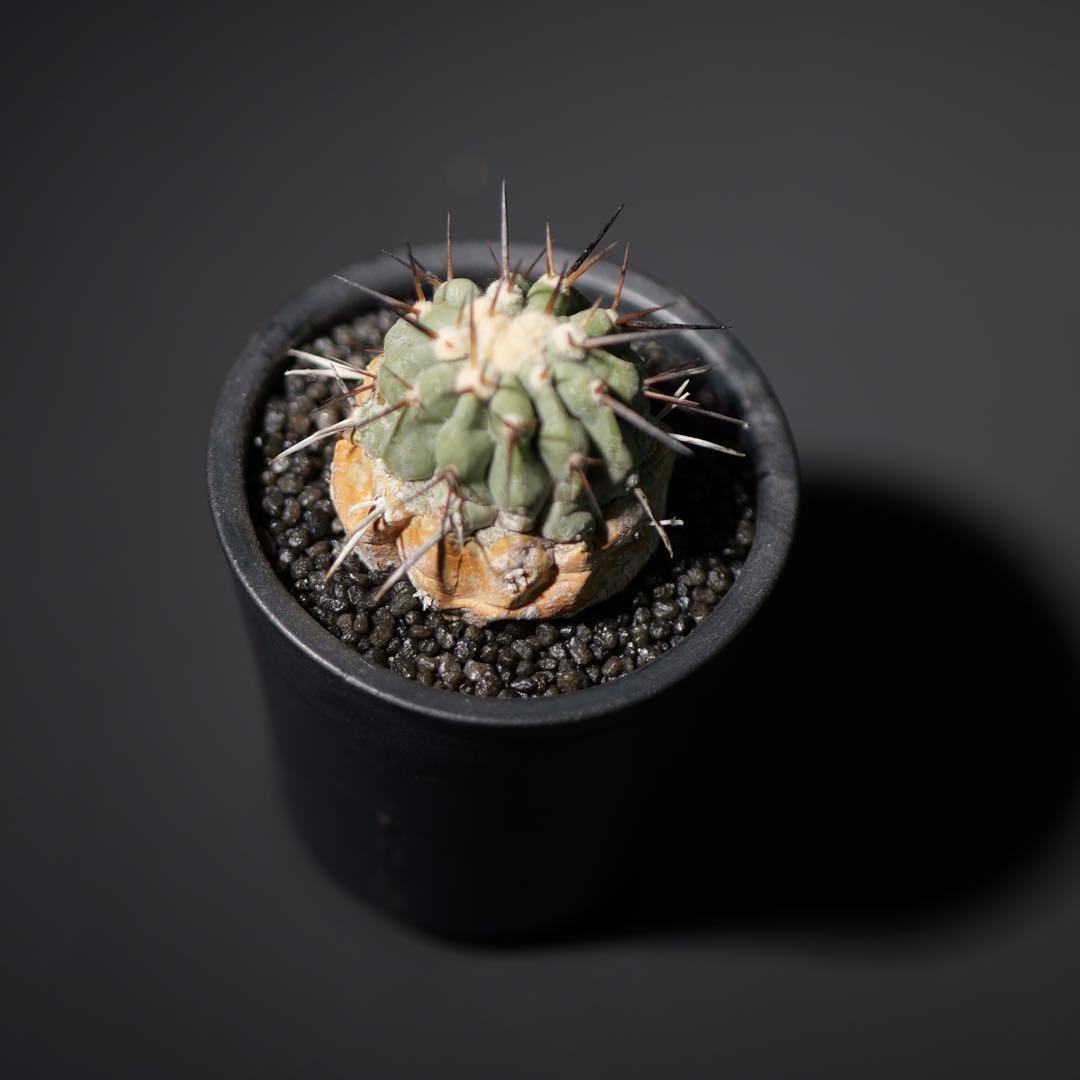 黒王丸　現地球カキコ　白肌　SRL鉢