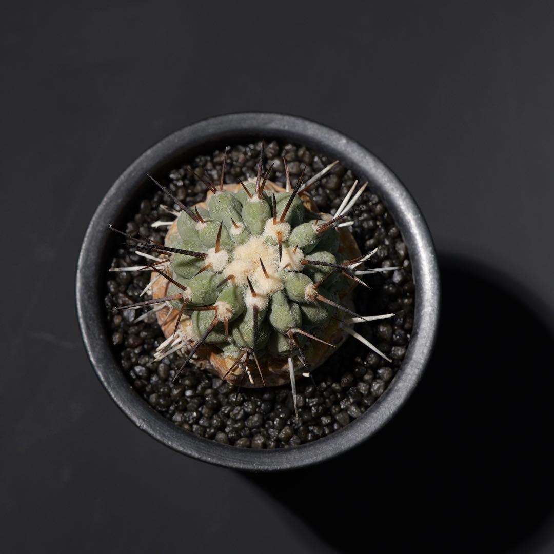 黒王丸　現地球カキコ　白肌　SRL鉢