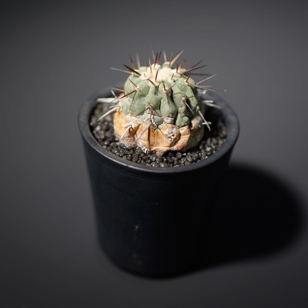 黒王丸　現地球カキコ　白肌　SRL鉢