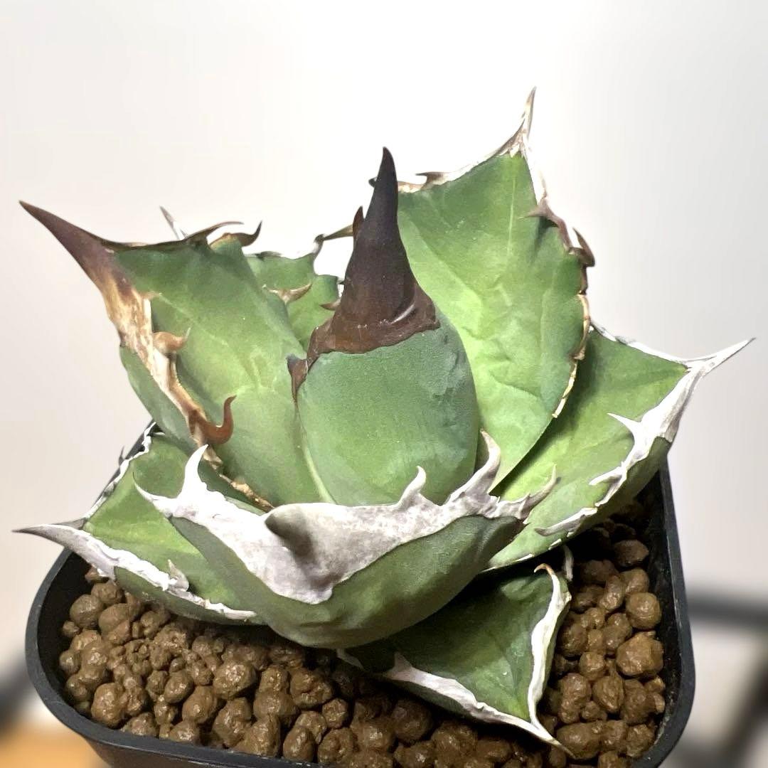 アガベ 鉢植発送 白犀牛 極上血統 スペシャル個体 中株サイズ