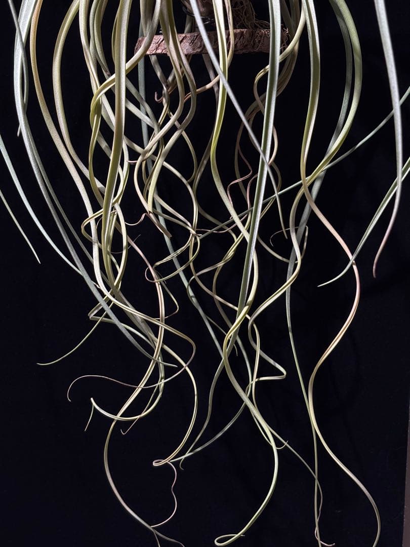 ティランジア レディーフォーリフトオフ / 特大株 交配種 チランジア 希少株