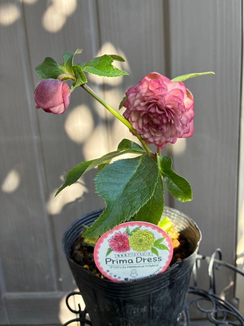 ♡横山園芸♡プリマドレス　超多弁