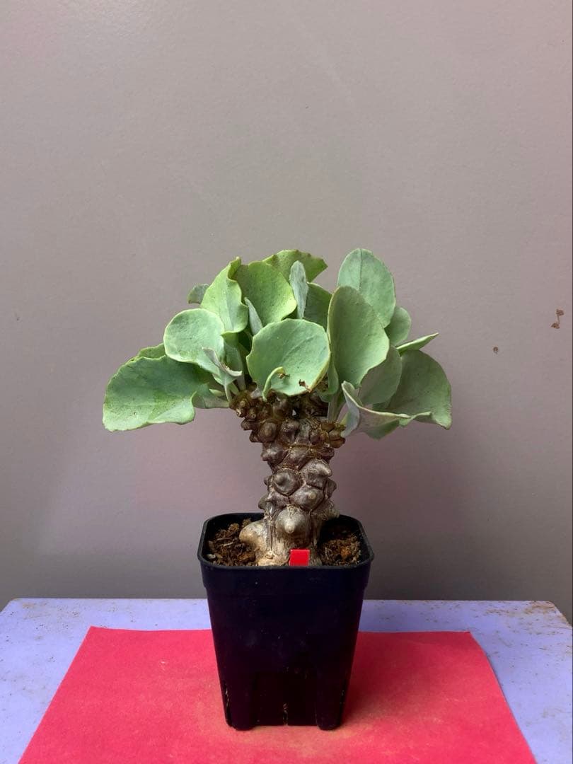 マー君様 リクエスト 2点 まとめ商品