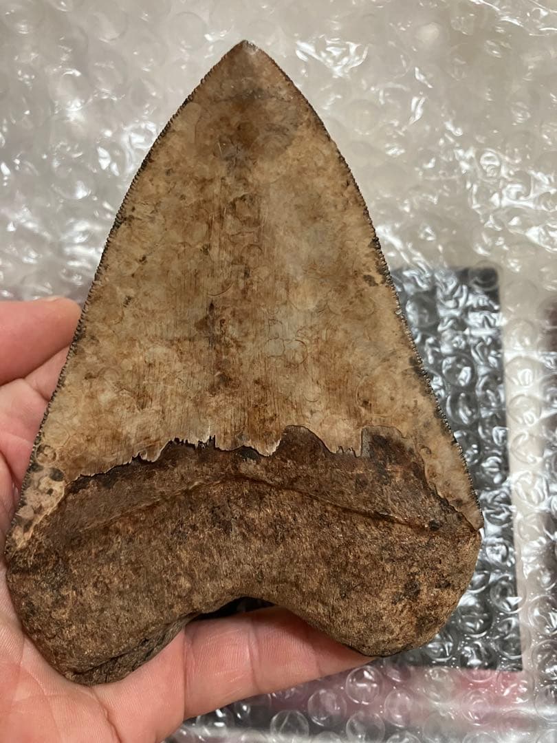 メガロドン　歯化石